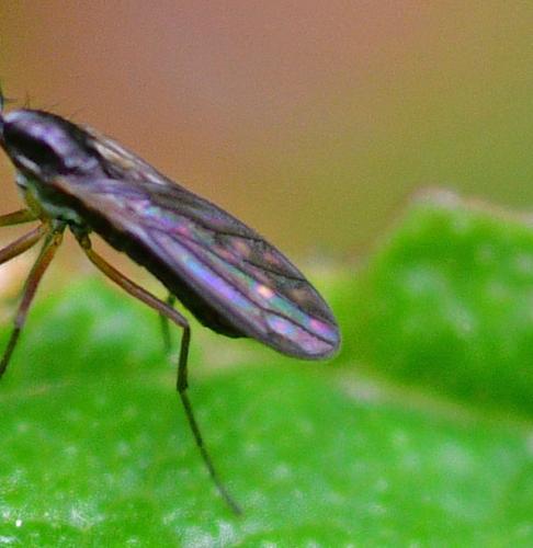 Réf. 342 729 : Dolichocephala sp.